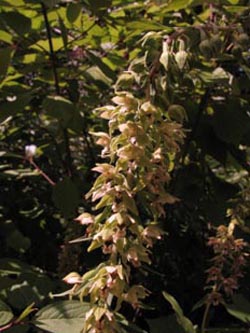 Epipactis_helleborine_BOInnenstadt170710_ja02.jpg