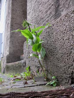 Epipactis_helleborine_BOInnenstadtAlsenstr200610_ja01.jpg