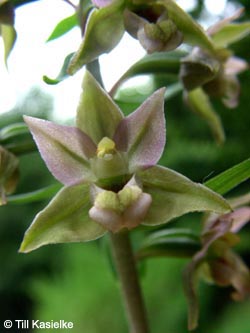 Epipactis_helleborine_BOWeitmarerHolz250709_TK02.jpg