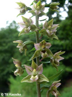 Epipactis_helleborine_BOWeitmarerHolz250709_TK03.jpg