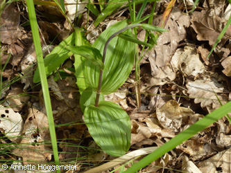 Epipactis_helleborine_Bergheim_110616_ho01.jpg