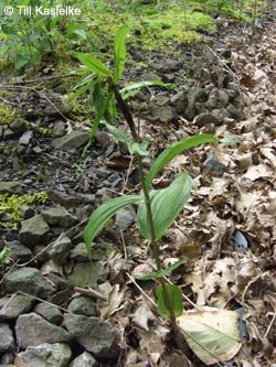 Epipactis_helleborine_GEOTag2012_01_TK59.jpg