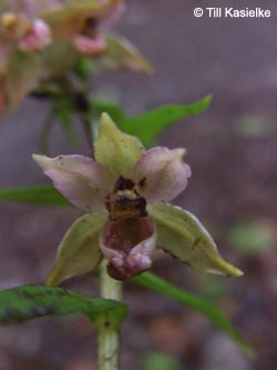 Epipactis_helleborine_GeoTag_240711_TK42.jpg