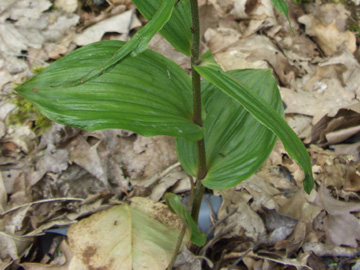 Epipactis_helleborine_Herten_Halde_Hoheward_170612_TK295.jpg