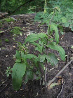 Epipactis_helleborine_Schlupkothen_020716_CB01.jpg