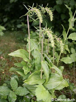 Epipactis_helleborine_geotag2009_CB84.jpg