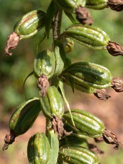 Epipactis_helleborine_ho02.jpg