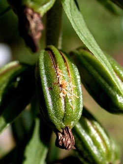 Epipactis_helleborine_ho03.jpg