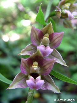 Epipactis_helleborine_weitmarerholz180708_ja22.jpg