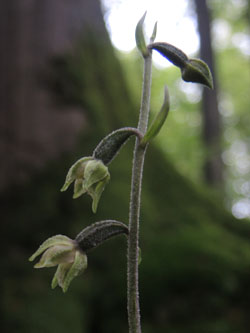 Epipactis_microphylla_290614_ja05.jpg