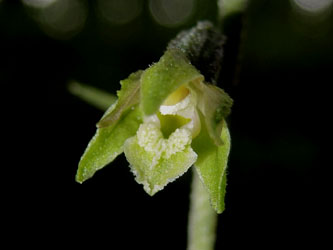 Epipactis_microphylla_290614_ja10.jpg