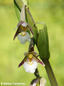 Epipactis_palustris_BergischGladbach_070715_BCardeneo01.jpg