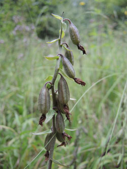 Epipactis_palustris_BergischGladbach_090815_ja02.jpg