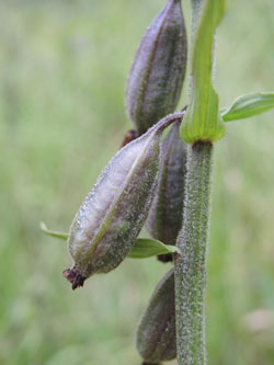 Epipactis_palustris_BergischGladbach_090815_ja03.jpg