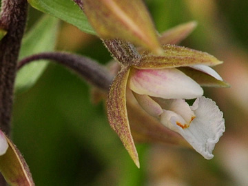 Epipactis_palustris_Hamm_2010_GBohn01.jpg