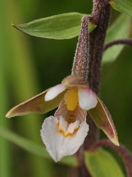 Epipactis_palustris_Hamm_2010_GBohn01_2.jpg