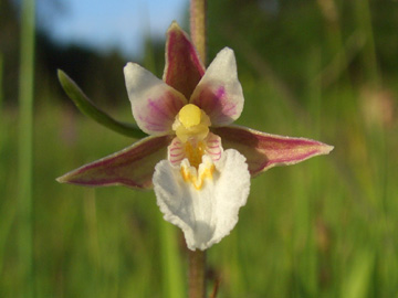 Epipactis_palustris_Kruen_210611_TK14.jpg