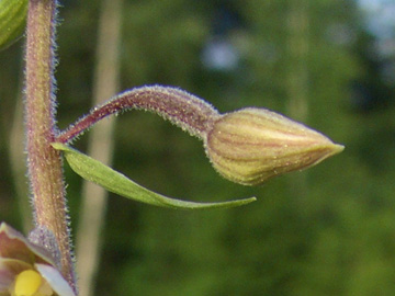 Epipactis_palustris_Kruen_210611_TK16.jpg