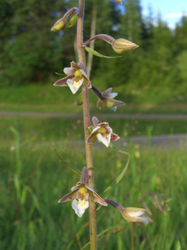 Epipactis_palustris_Kruen_210611_TK16_2.jpg