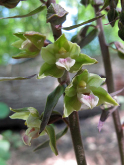 Epipactis_purpurata_Weinviertel_2013_ML01.jpg