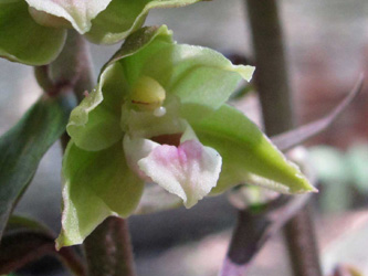 Epipactis_purpurata_Weinviertel_2013_ML01_2.jpg