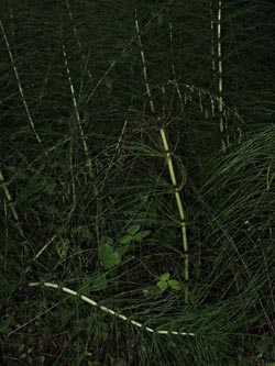 Equisetum_telmateia_NSGTippelsberg_260814_ja03.jpg