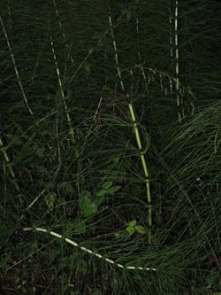 Equisetum_telmateia_NSGTippelsberg_260814_ja03.jpg