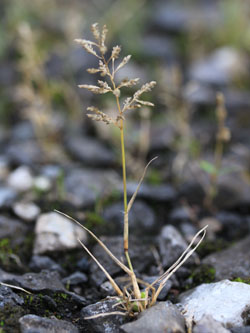 Eragrostis_minor_HATHenrichshuette130915_CB01.jpg