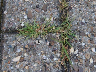 Eragrostis_multicaulis_Bochum_Hoentrop_230714_CB01.jpg