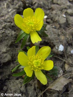 Eranthis_cilicica_BO110407_ja01.jpg