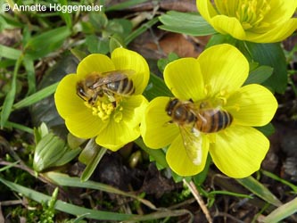 Eranthis_hyemalis_250210_ho02.jpg