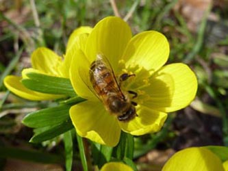 Eranthis_hyemalis_250210_ho10.jpg