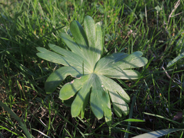 Eranthis_hyemalis_BOEhrenfeld_280317_ja01.jpg