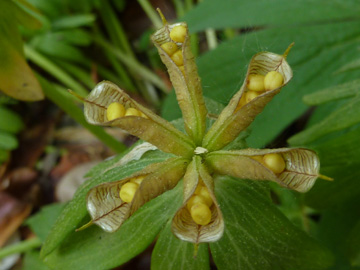 Eranthis_hyemalis_Fruechte_ho02.jpg