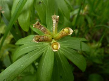 Eranthis_hyemalis_Fruechte_ho03.jpg