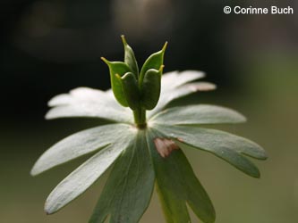 Eranthis_hyemalis_Leverkusen060409_CB02.jpg