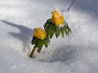 Eranthis_hyemalis_Schnee_ja01.jpg