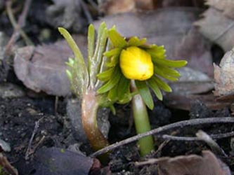 Eranthis_hyemalis_ho01.jpg