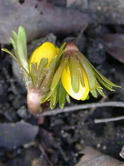 Eranthis_hyemalis_ho03.jpg