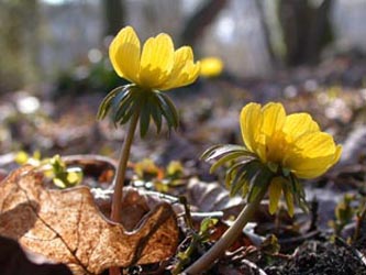 Eranthis_hyemalis_ho04.jpg