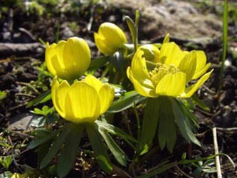 Eranthis_hyemalis_ja03.jpg