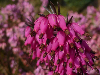 Erica_carnea_BOWeitmarFranziskusfriedhof_060316_ho01.jpg