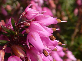 Erica_carnea_BOWeitmarFranziskusfriedhof_060316_ho02.jpg