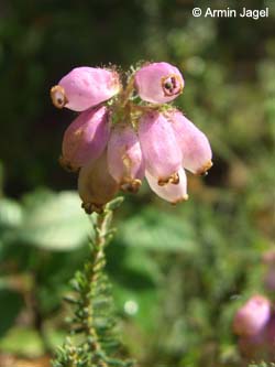 Erica_tetralix_LueneburgerHeide_ElbeEx2008_ja01.jpg