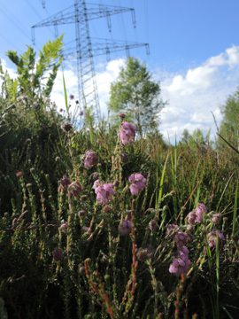 Erica_tetralix_Remscheid_Feldbachtal_101017_ja04.jpg