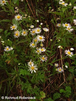 Erigeron_annuus_Geotag2011_3937RiRo.jpg