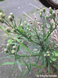 Erigeron_bonariensis_Ddorf_Heresbachstr_300814_SHauke04.jpg