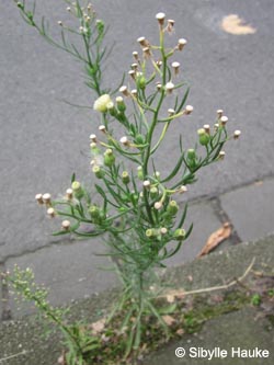 Erigeron_bonariensis_Ddorf_Heresbachstr_300814_SHauke06.jpg