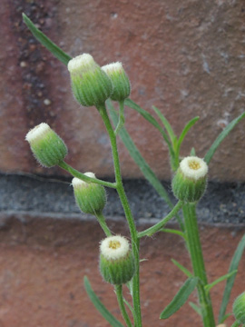 Erigeron_bonariensis_KWorringen_NeusserLandstr_181916_ja01.jpg