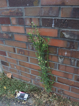 Erigeron_bonariensis_KWorringen_NeusserLandstr_181916_ja02.jpg